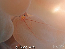 Bubble Coral Shrimp taken with Canon Powershot 710is by Greg Win 